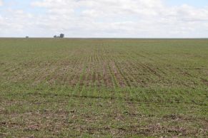 Partido de Coronel Dorrego, Provincia de Buenos Aires.